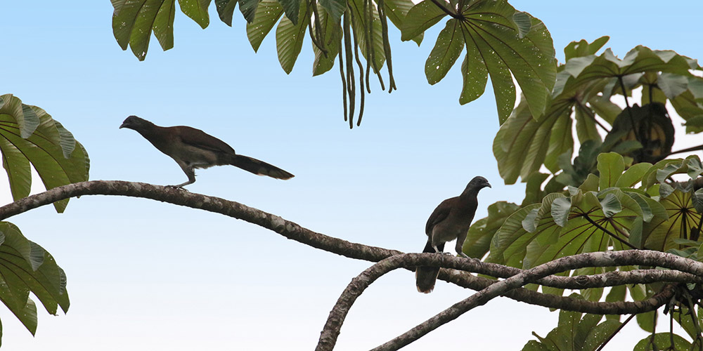 Gray-headed Chachalaca